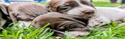 German Shorthaired Pointer dogs for sale: Yellow Female - Ad 6
