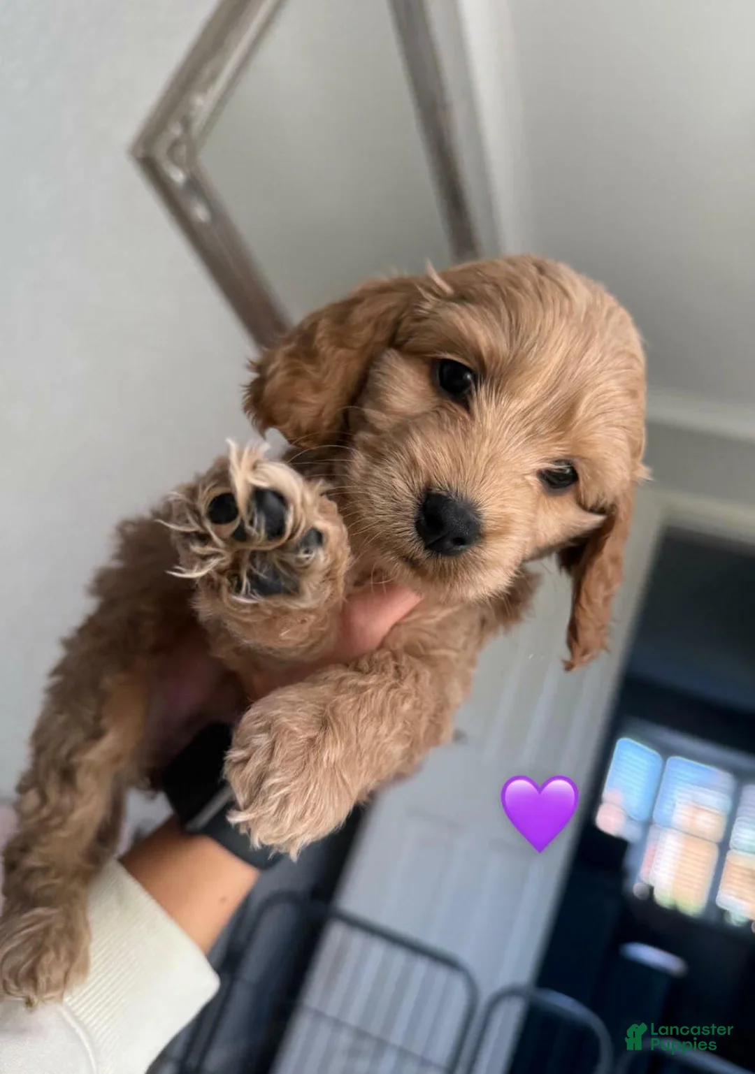 Cavapoo dogs for sale: Britney  - Ad 4