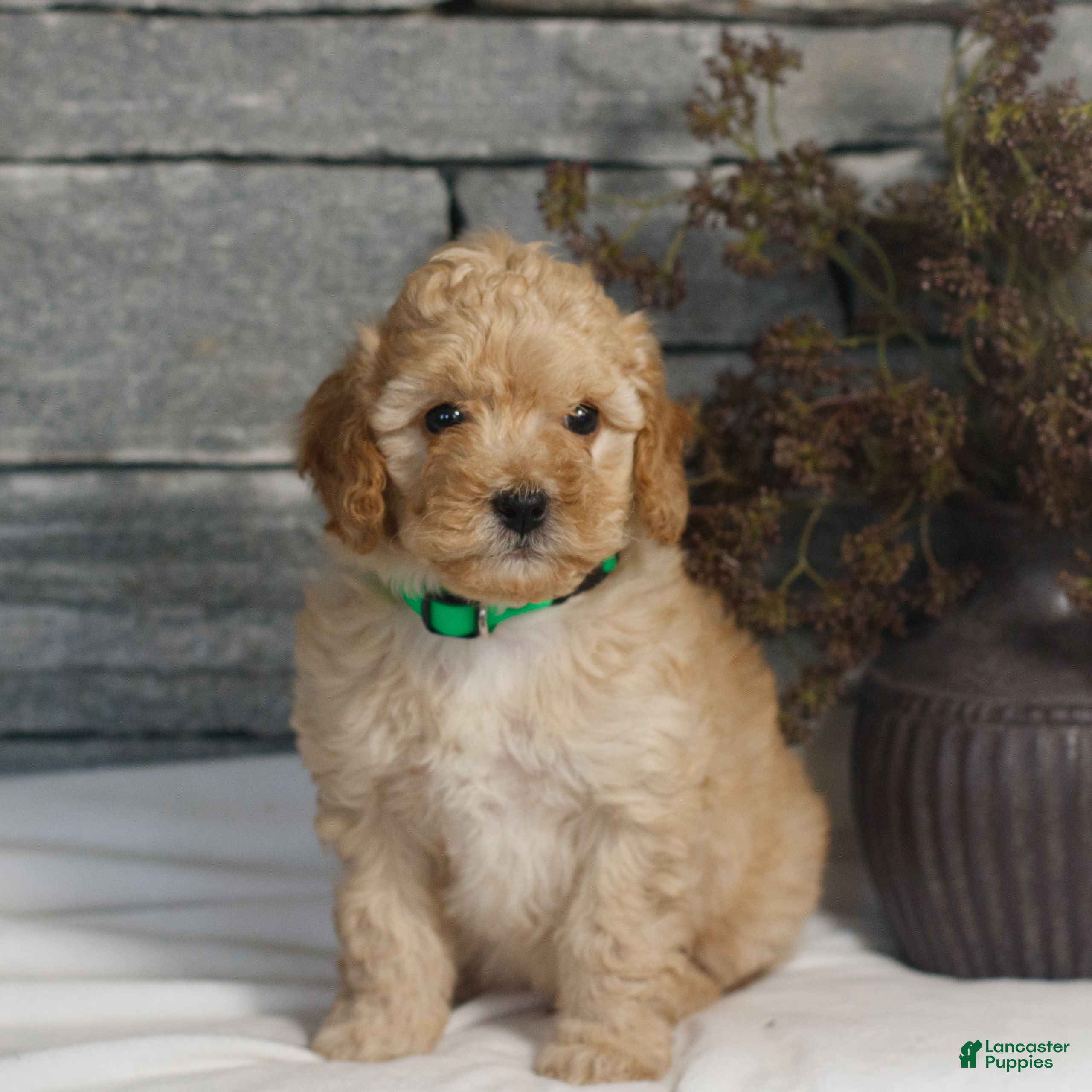 Miniature Poodle dogs Mateo  - Ad 2