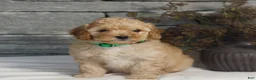 Miniature Poodle dogs for sale: Mateo  - Ad 2