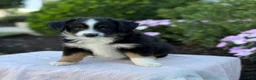 Miniature Australian Shepherd dogs for sale: Auggie - Ad 14