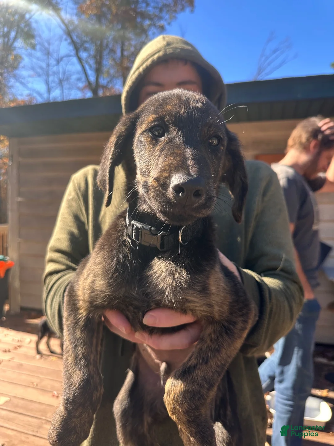 Mixed Breed dogs for sale: Mixed Breed 3 - Ad 2