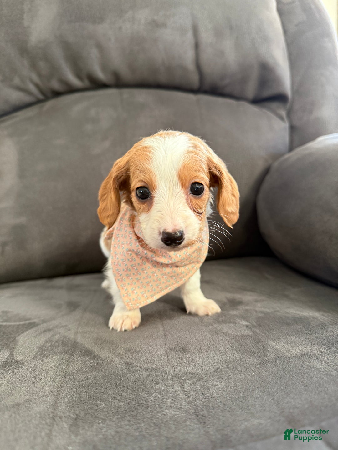 Miniature Dachshund dogs for sale: Lucy - Ad 16