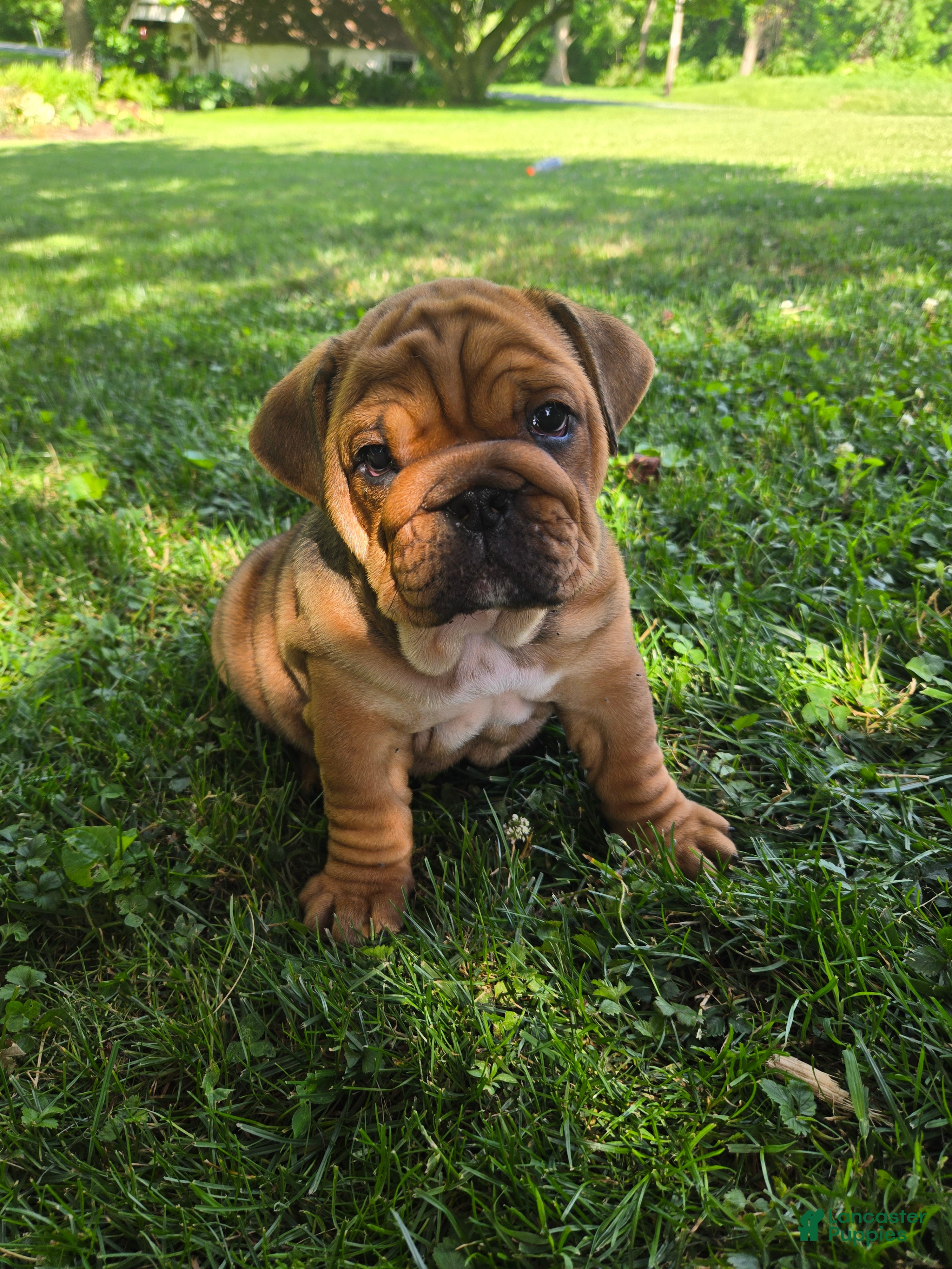 English Bulldog dogs Jo - Ad 1