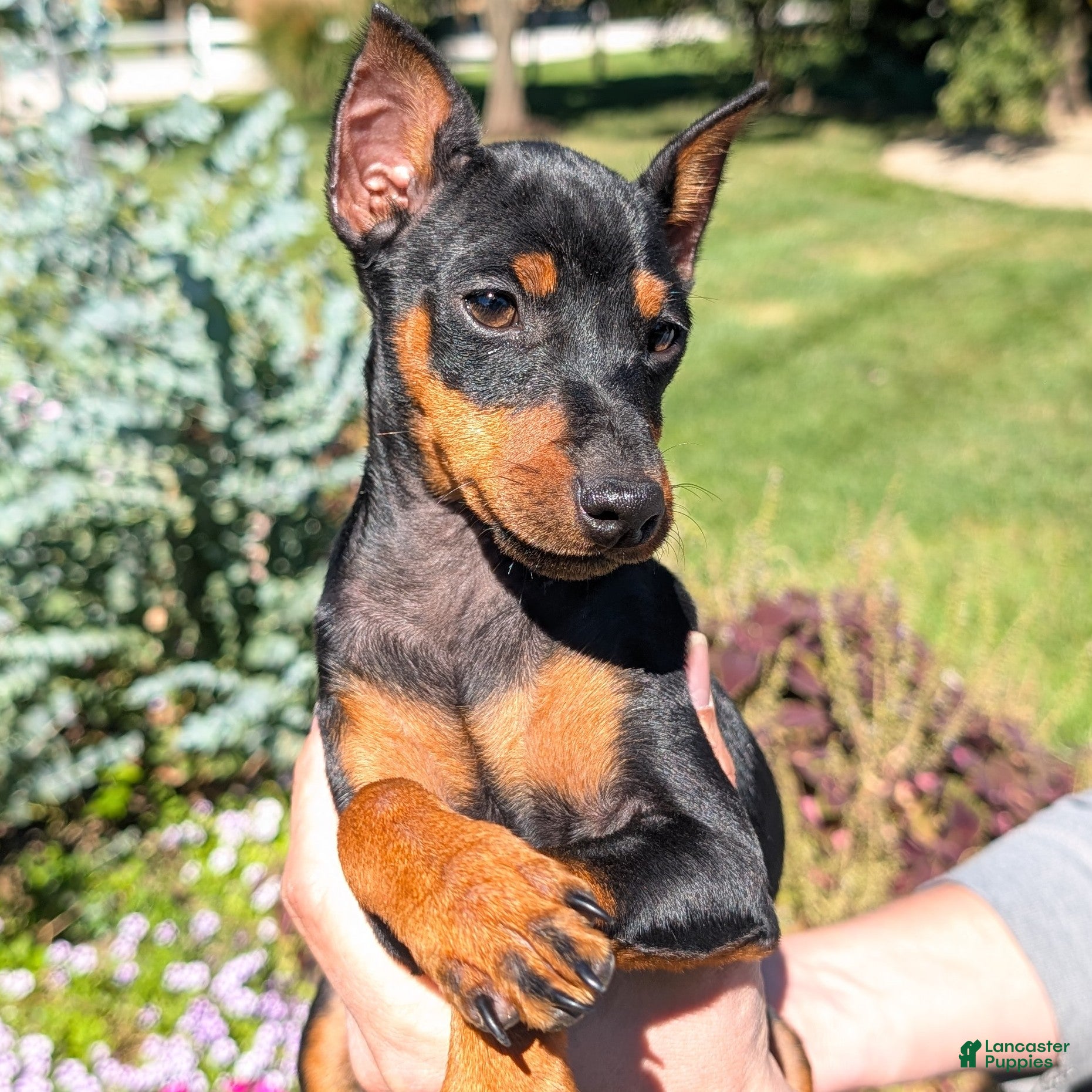 Flash (Miniature Pinscher, Female) in Bloomington, IN