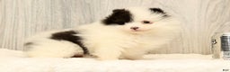 Pomeranian dogs for sale: Annabelle - Ad 6
