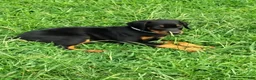 Doberman Pinscher dogs for sale: Doberman Pinscher / Light Blue - Ad 3