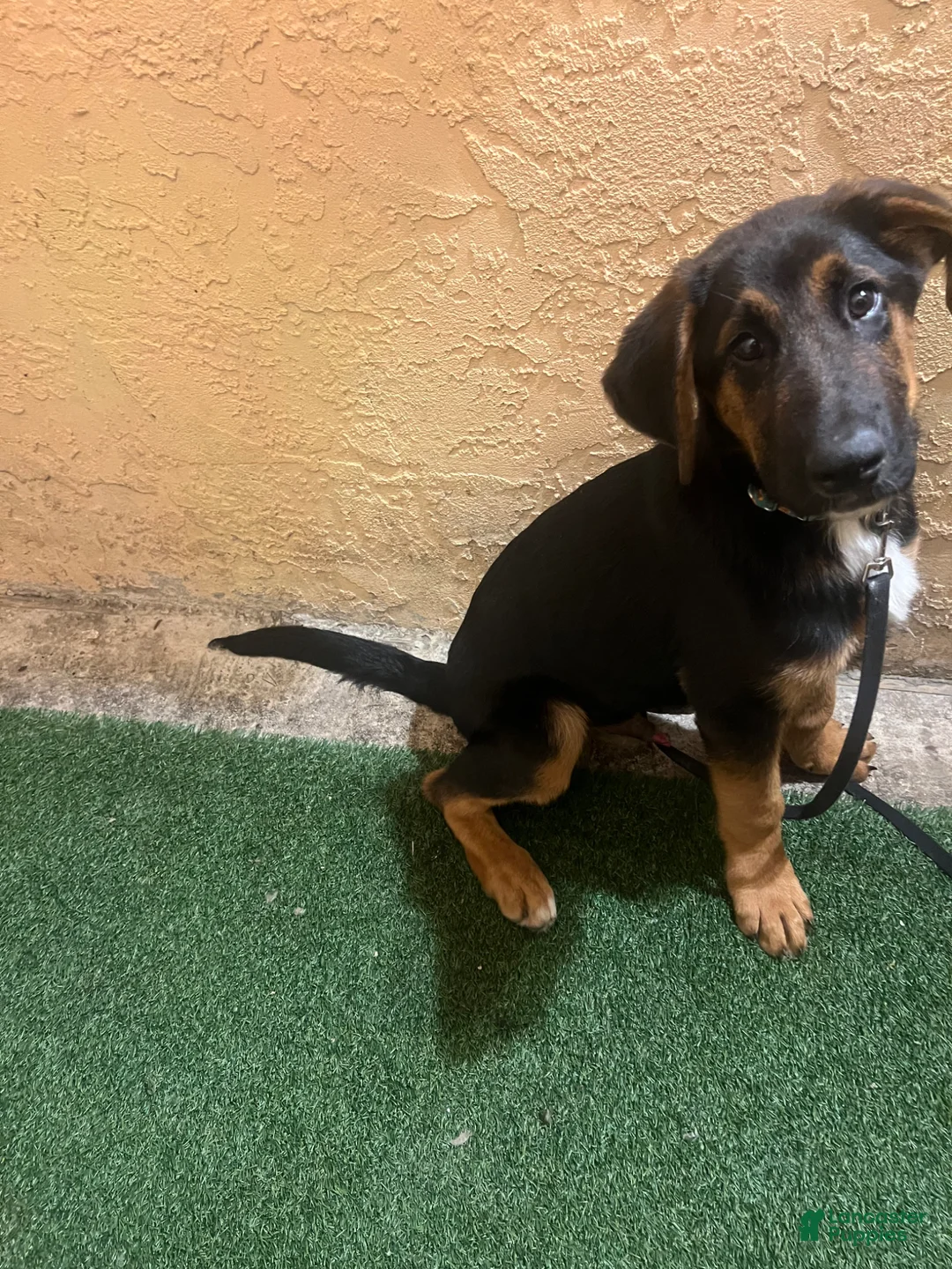 Mixed Breed dogs for sale: Mixed Breed Puppy 1 - Ad 6