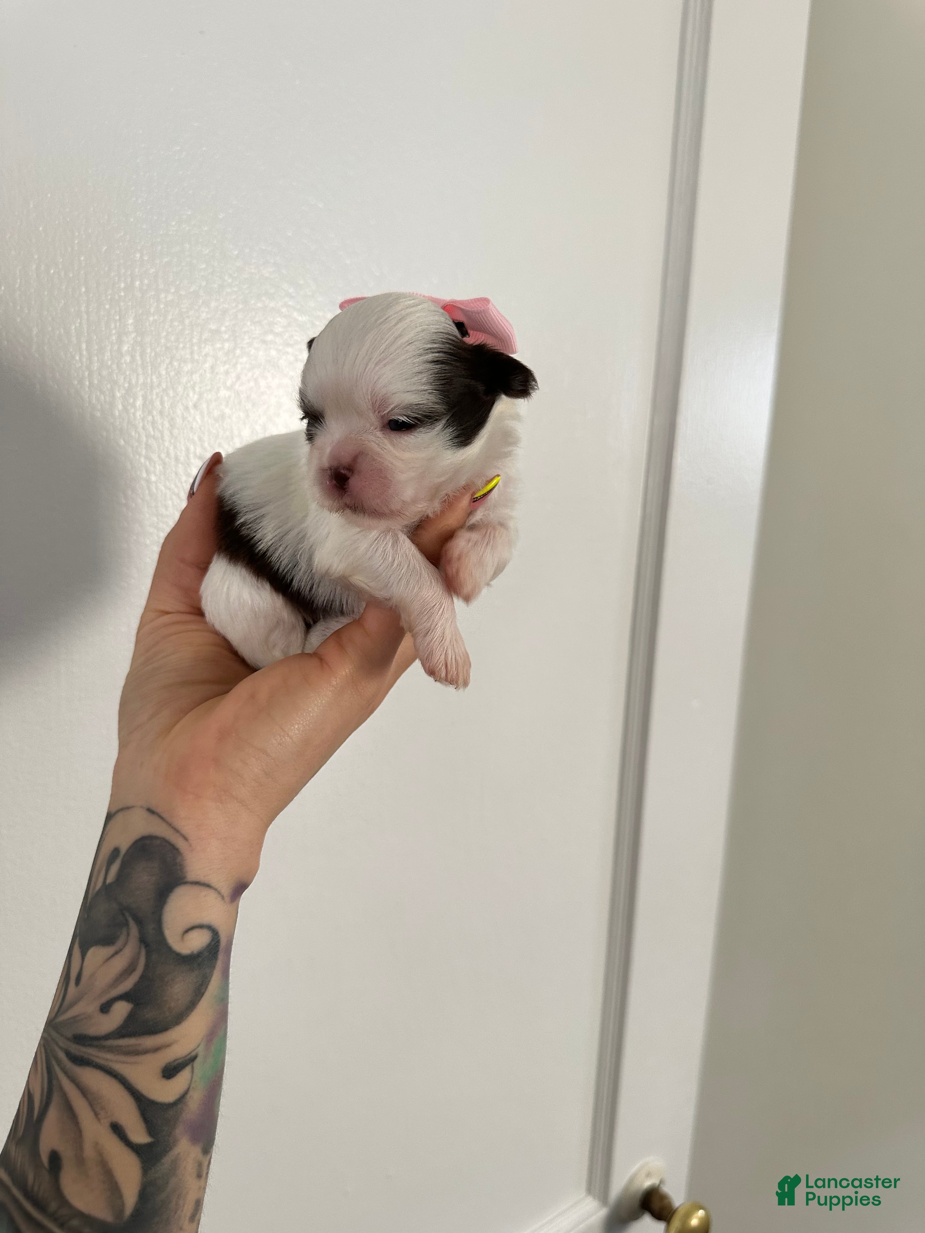 Shih Tzu dogs Shih Tzu Puppy 1 - Ad 22