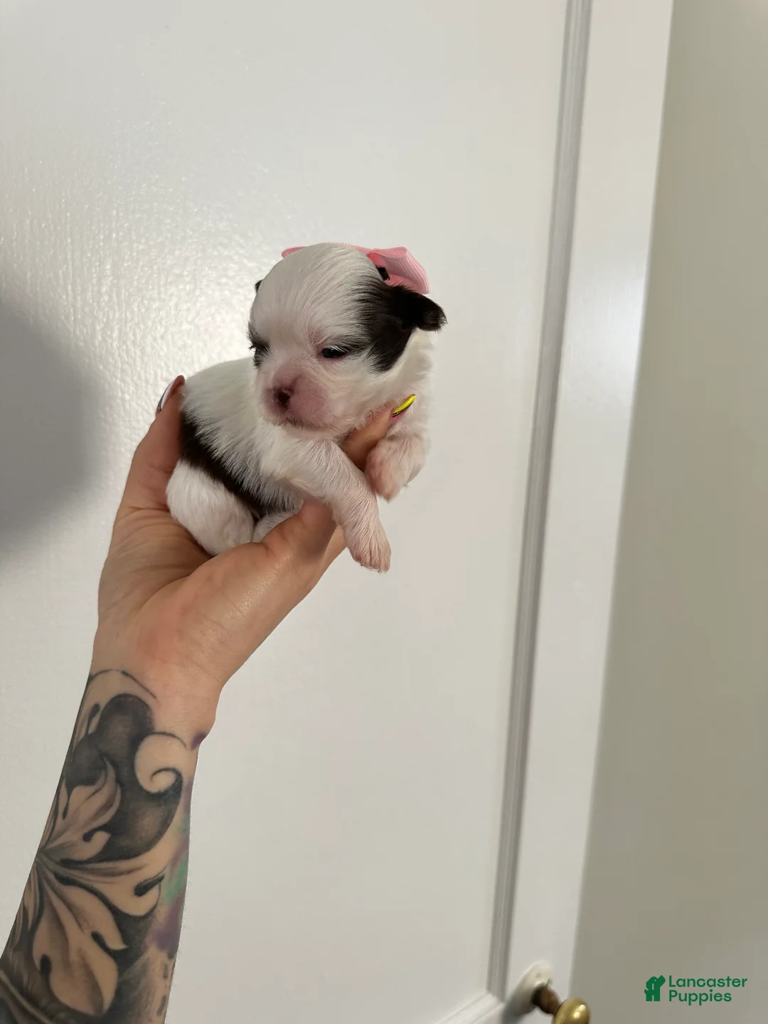 Shih Tzu dogs for sale: Shih Tzu Puppy 1 - Ad 1