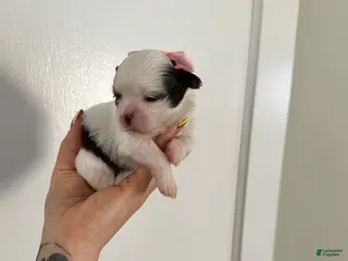 Shih Tzu dogs Shih Tzu Puppy 1 - Ad 22