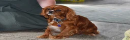 Cavalier King Charles Spaniel dogs for sale: Pluto - Ad 6