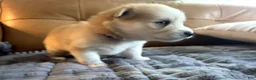 Mixed Breed dogs for sale: Chunk - Boy - Ad 7