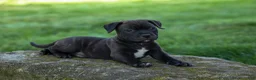 Staffordshire Bull Terrier dogs for sale: Moose 🐶 - Ad 11