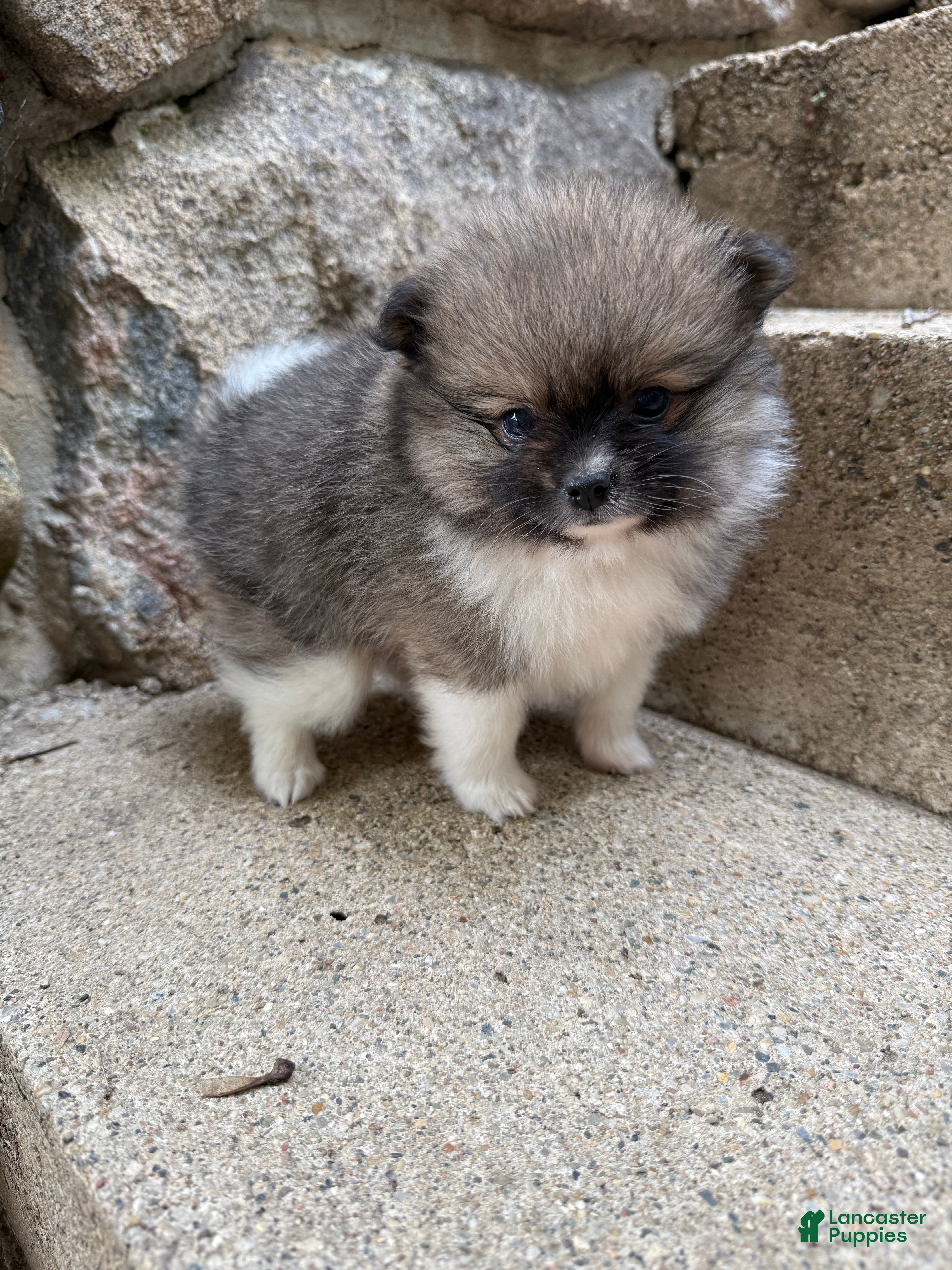 Pomeranian dogs Colton - Ad 2