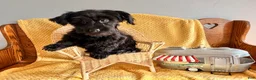 Yorkiepoo dogs for sale: Midnight - Ad 4