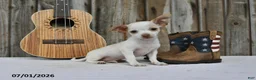 Chihuahua dogs for sale: Archie - Ad 4