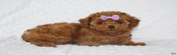 Toy Poodle dogs for sale: Jenny - Ad 1