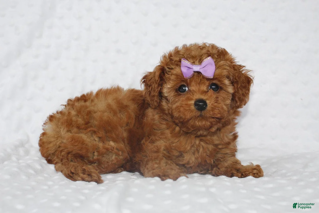 Toy Poodle dogs for sale: Jenny - Ad 1