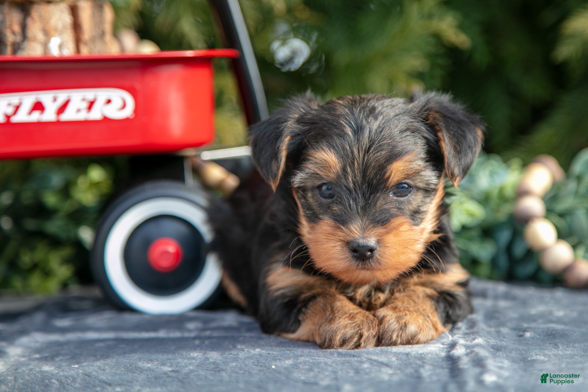 Yorkshire Terrier dogs Axel - Ad 2