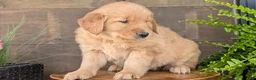 Golden Retriever dogs for sale: Chandler - Ad 11