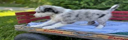 Australian Shepherd dogs for sale: Kipper - Ad 3