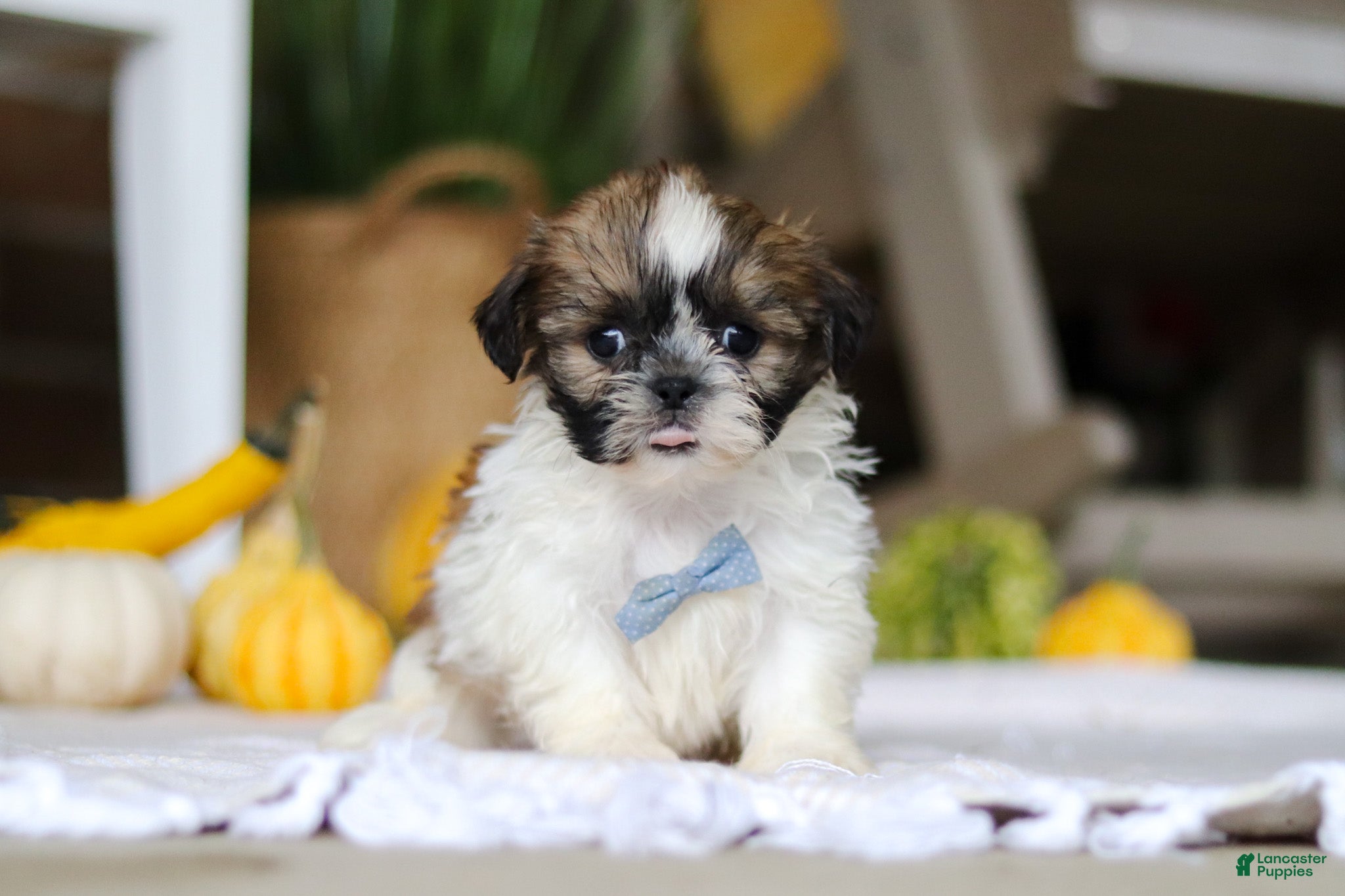 Shih Tzu dogs Winkie - Ad 24