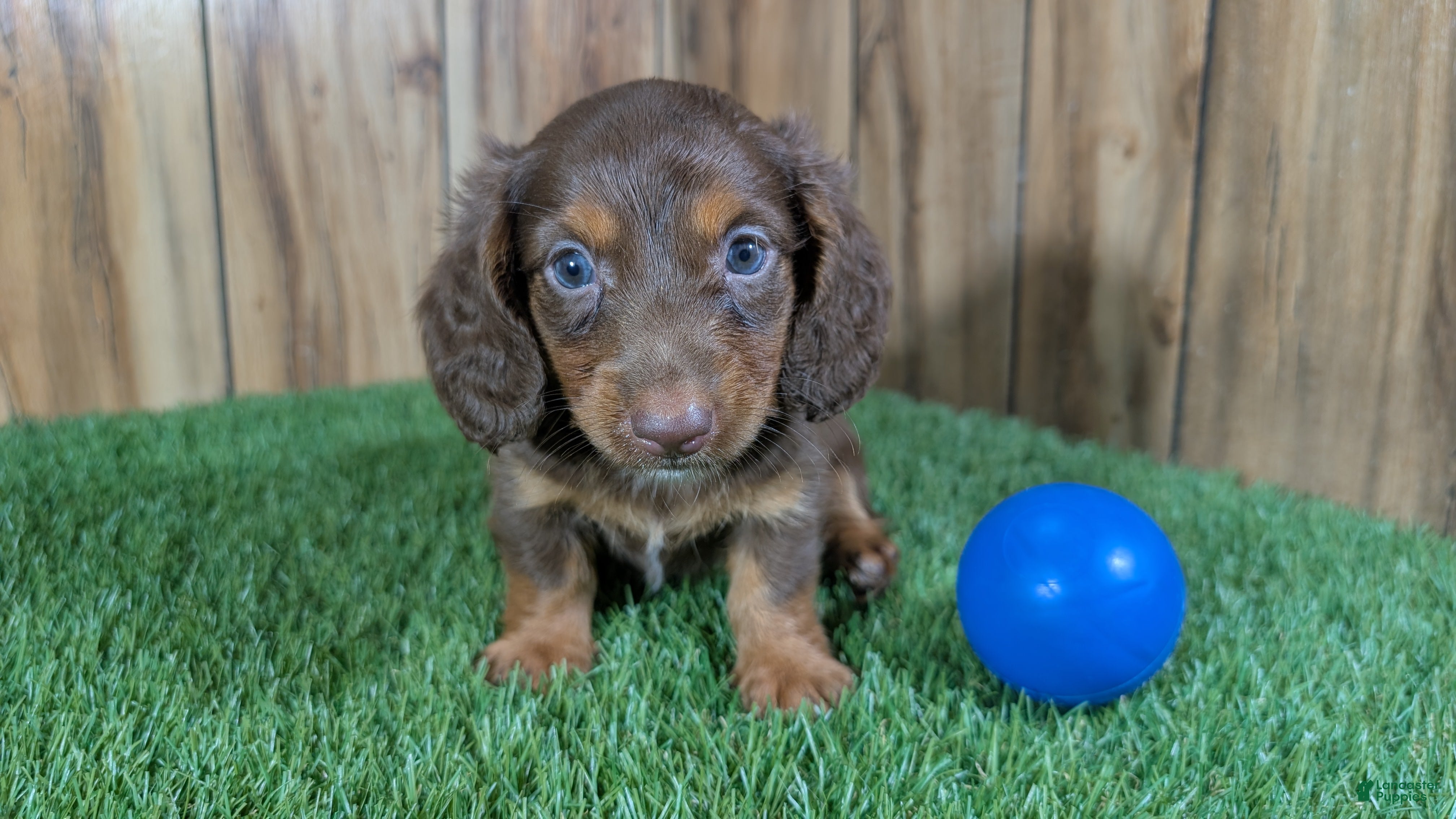 Miniature Dachshund dogs Cutie Boy 1 - Ad 1