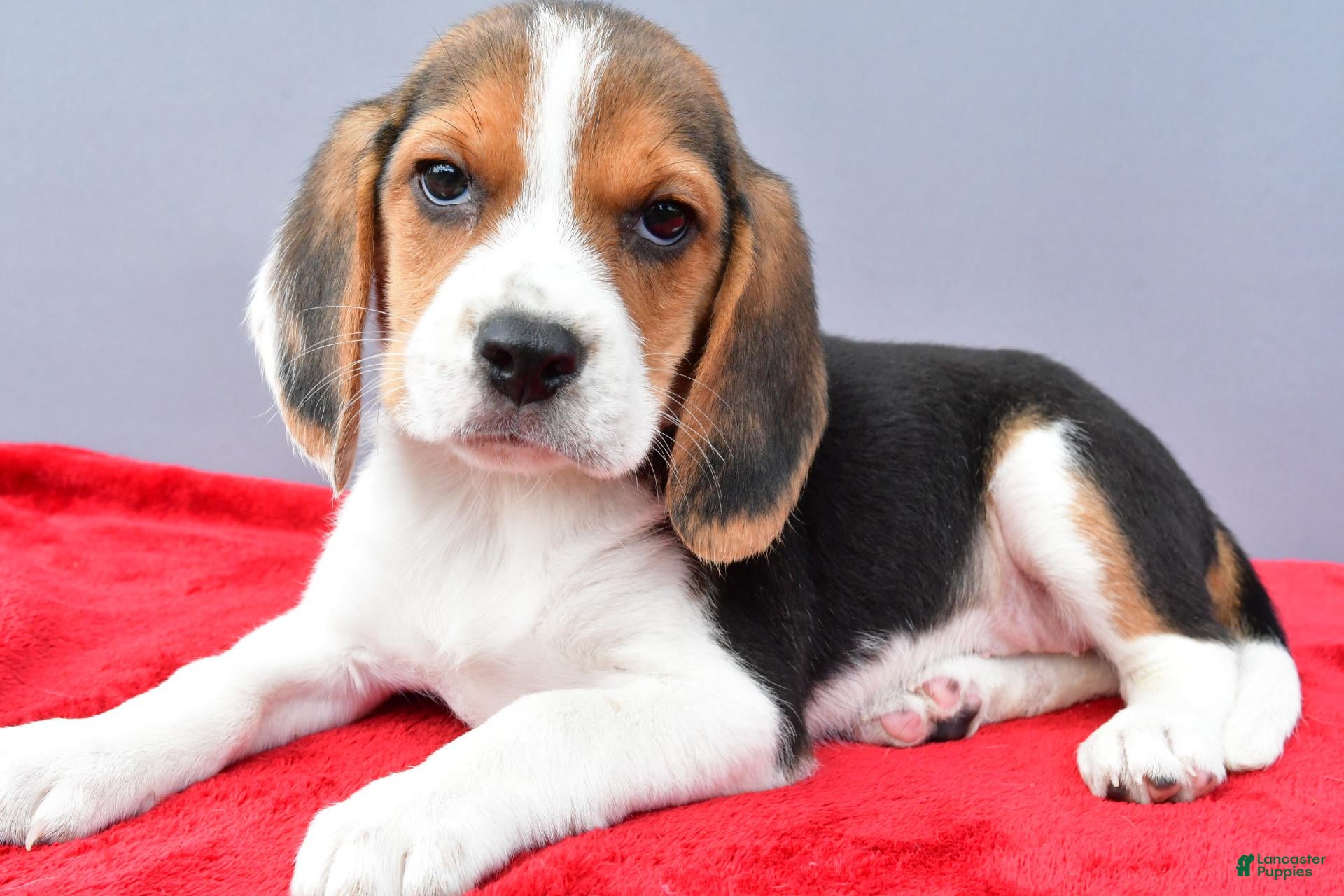 Beagle dogs Dora - Ad 2