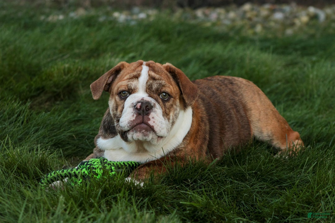 English Bulldog dogs Raelynn English Bulldog  - Ad 2
