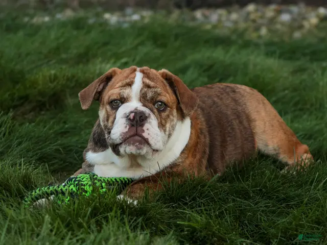 English Bulldog dogs for sale: Raelynn English Bulldog - Ad 2