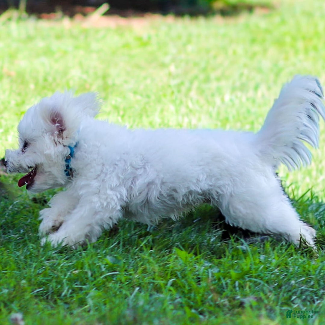 Maltese dogs for sale: Sterling - Ad 4