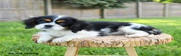 Cavalier King Charles Spaniel dogs for sale: Mason - Ad 4