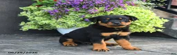Rottweiler dogs for sale: Smartie - Ad 1