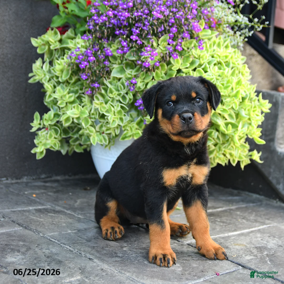 Rottweiler dogs for sale: Smartie - Ad 1