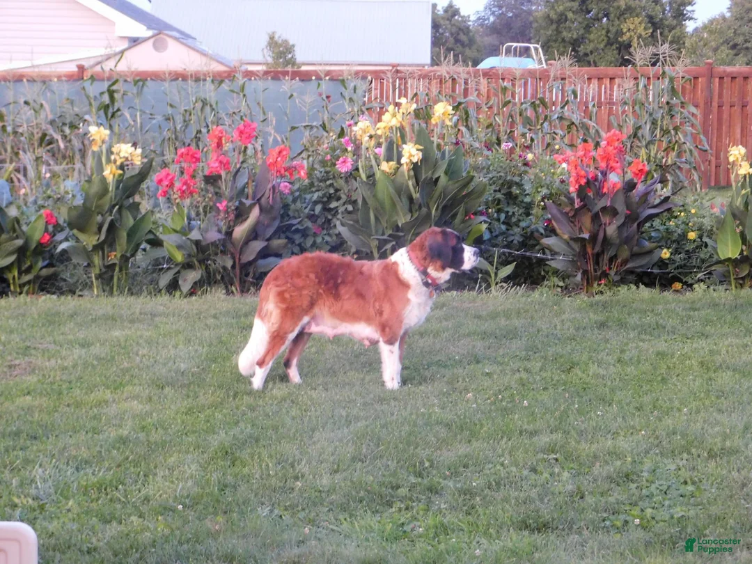 Saint Bernard dogs for sale: Lantana - Ad 5