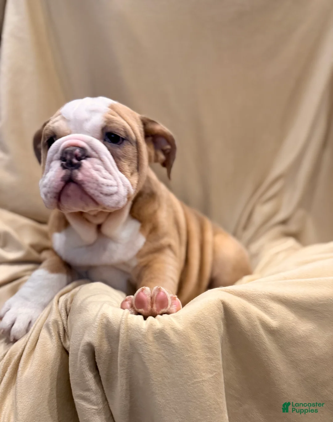 English Bulldog dogs for sale: Faith - Ad 8