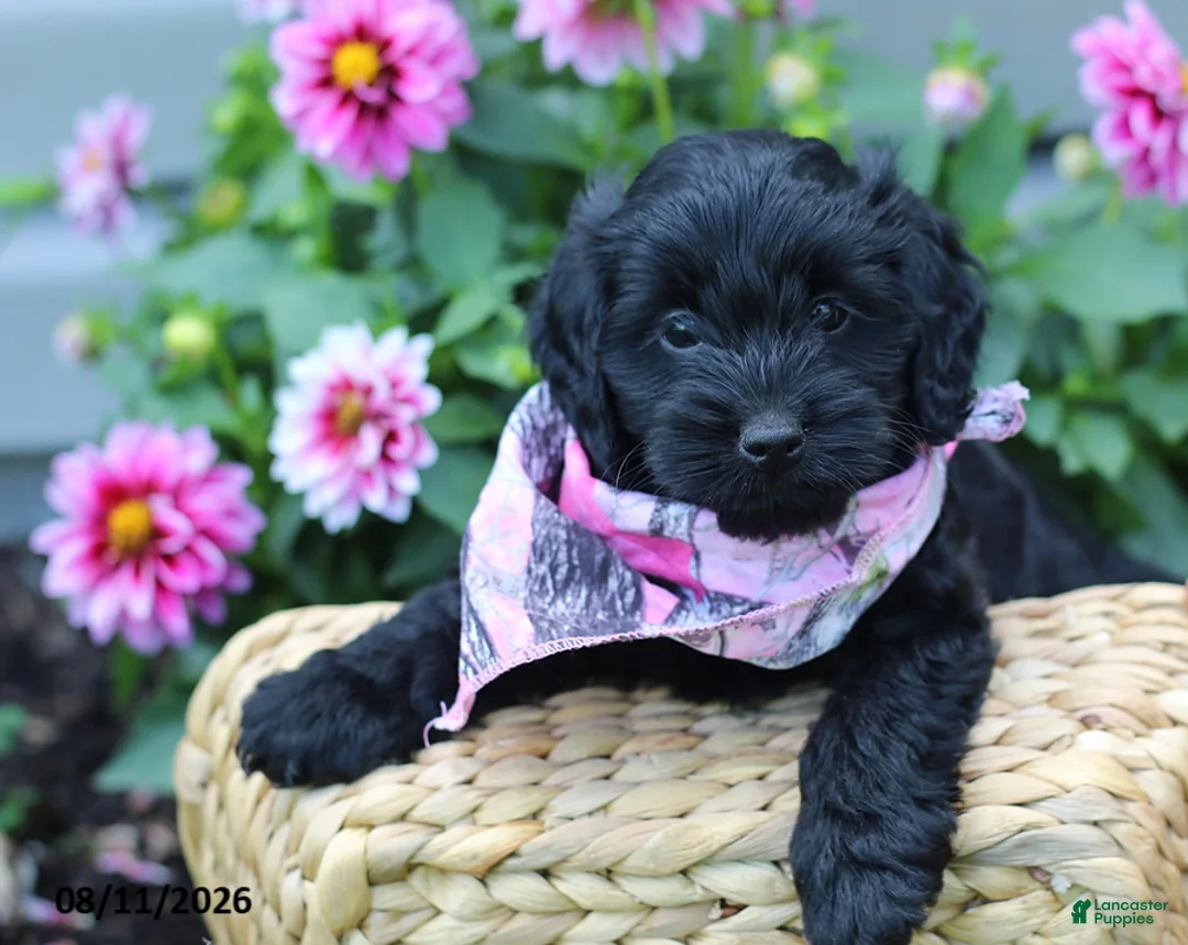Doxiepoo dogs for sale: Ashley - Ad 1