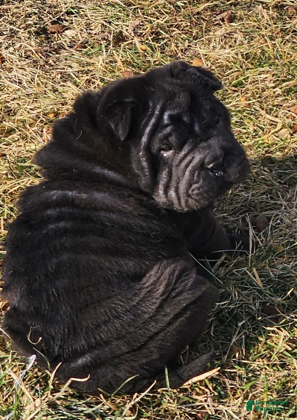 Shar Pei dogs Raven mini  - Ad 1