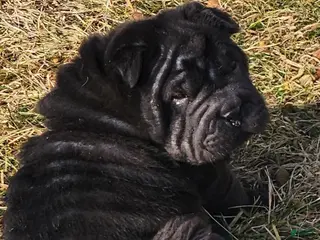Shar Pei dogs Raven mini - Ad 1