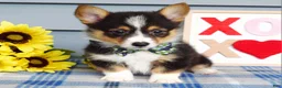Welsh Corgi Pembroke dogs for sale: Wiley - Ad 3