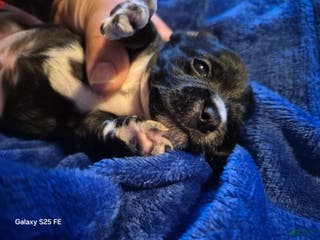 Chipoo dogs Chipoo Puppy 2 - Ad 10