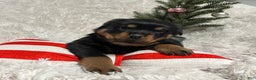 Rottweiler dogs for sale: Chase - Ad 4