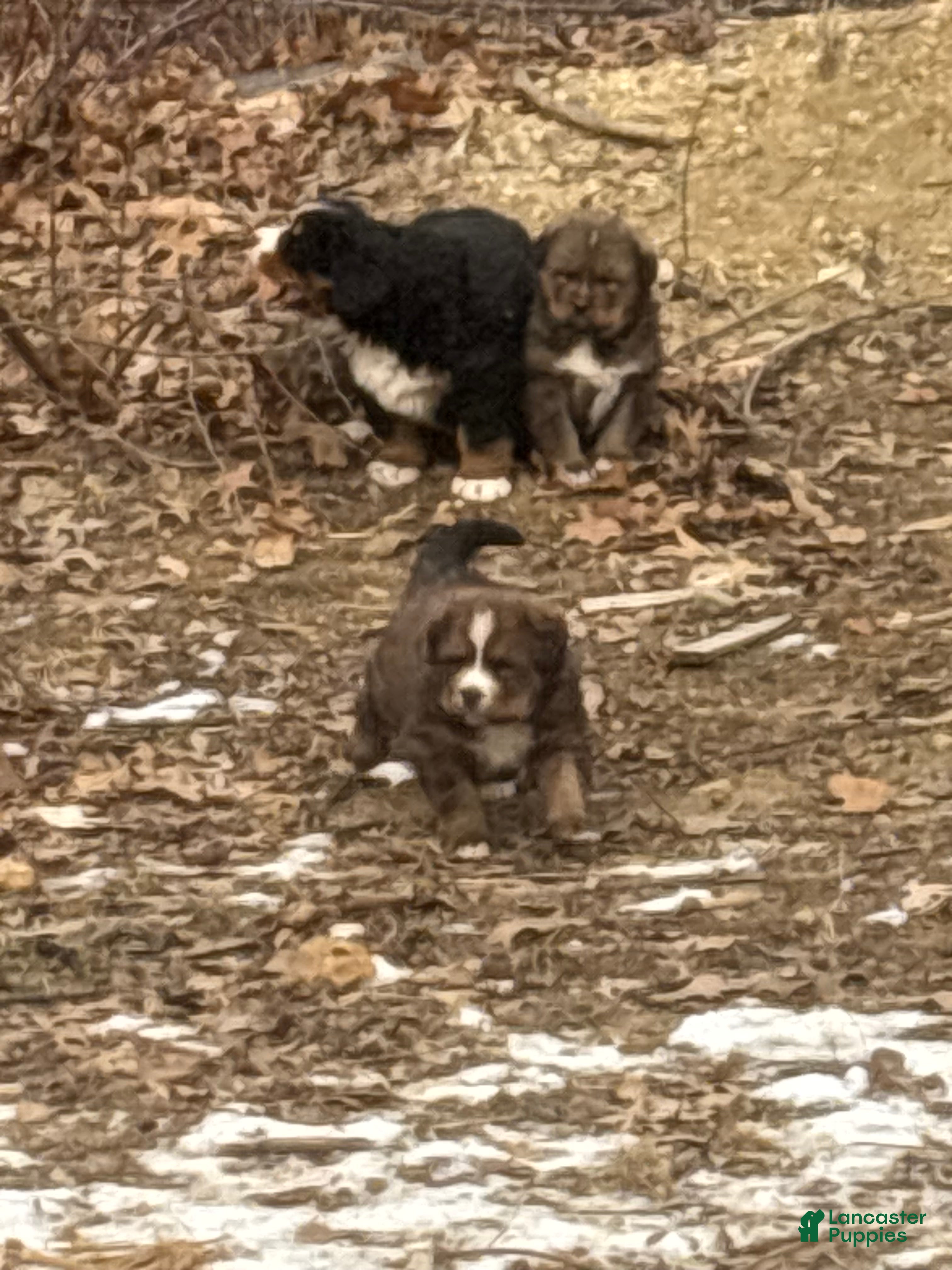 Mixed Breed dogs Tibetan Mastiff/Bernese Mountain Dog Male 2 - Ad 8