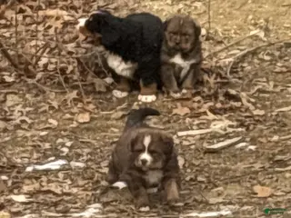 Mixed Breed dogs Tibetan Mastiff/Bernese Mountain Dog Male 2 - Ad 6