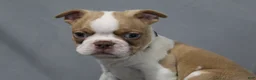 Boston Terrier dogs for sale: Dusty - Ad 2