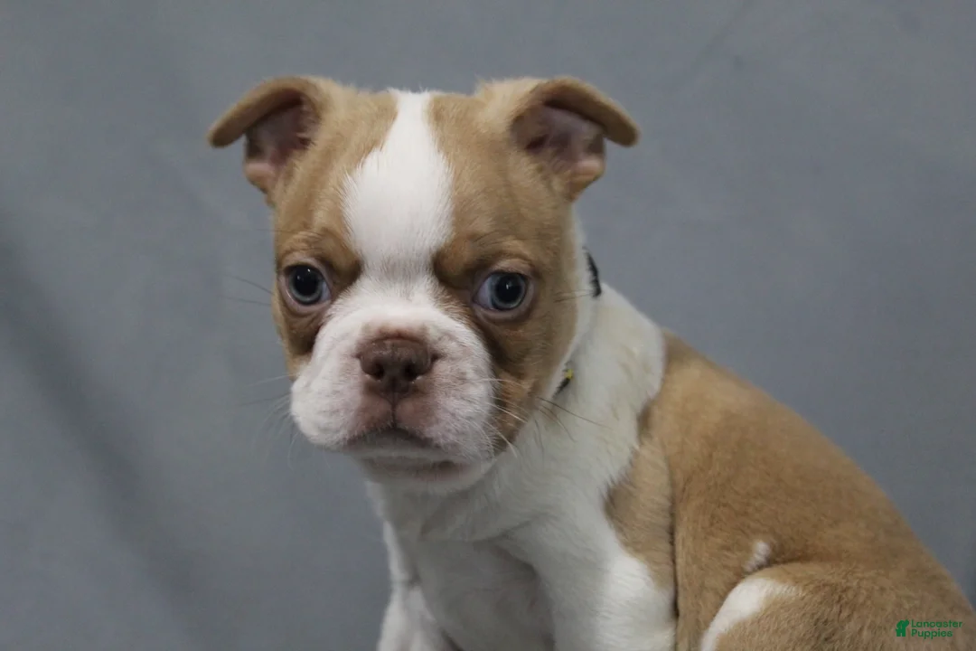 Boston Terrier dogs for sale: Dusty - Ad 2