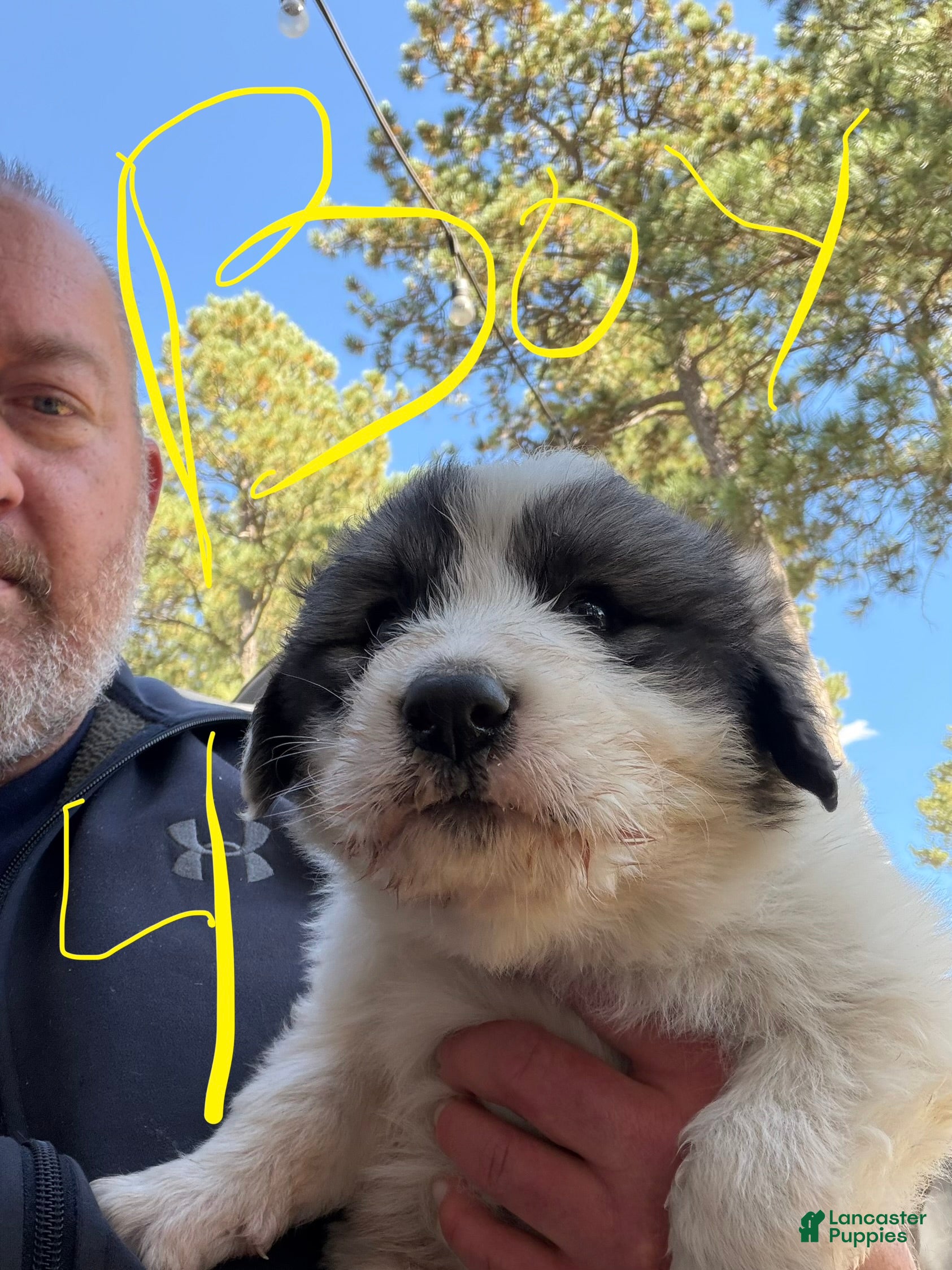 Mixed Breed dogs Boy 4 - Ad 1