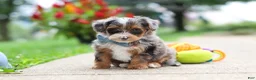 Yorkiepoo dogs for sale: Rave - Ad 4