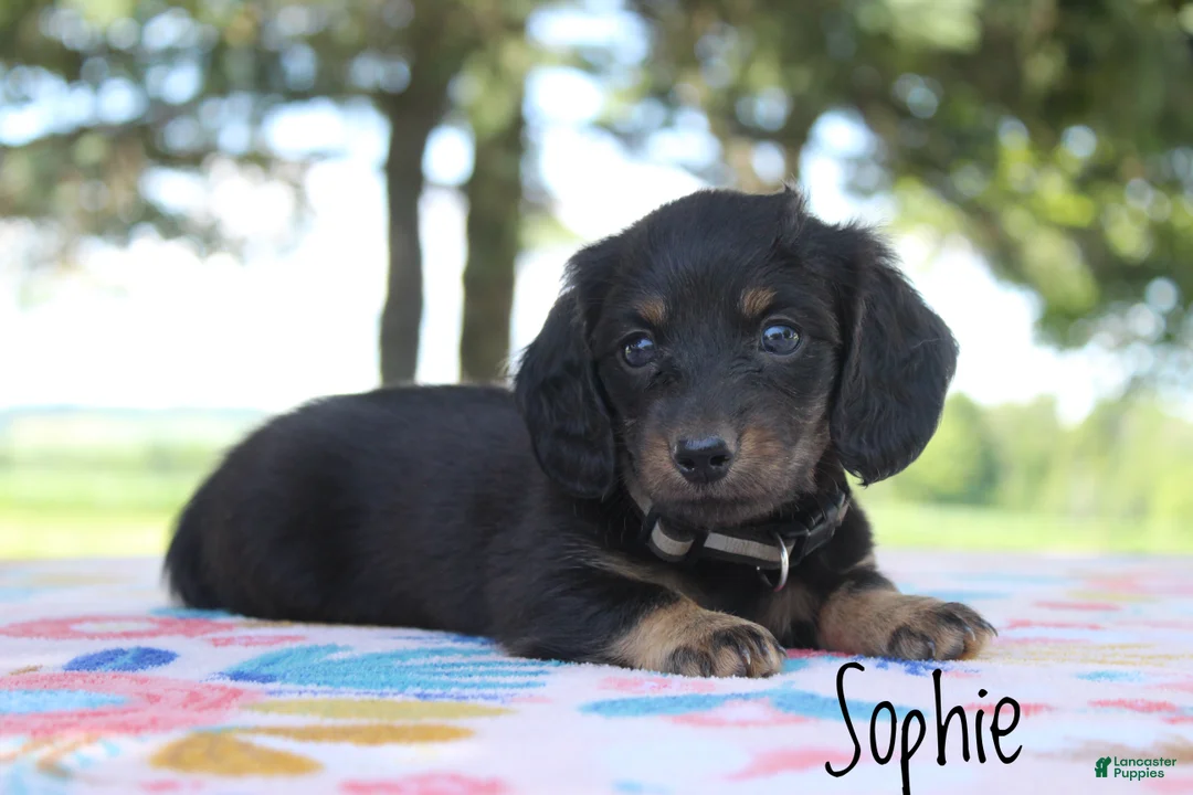 Miniature Dachshund dogs for sale: Sophie - Ad 2